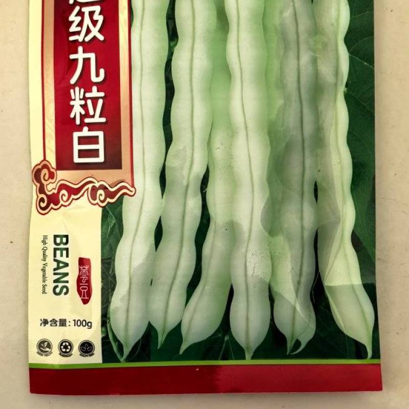 九粒白芸豆种子四季豆角架豆种籽肉厚嫩早熟