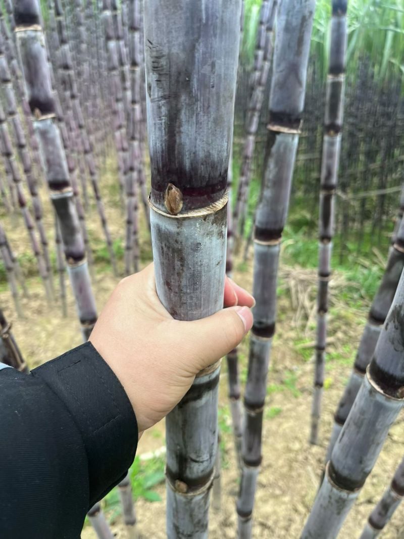 贵州紫皮甘蔗市场整车质量三包售前有服务售后有保障