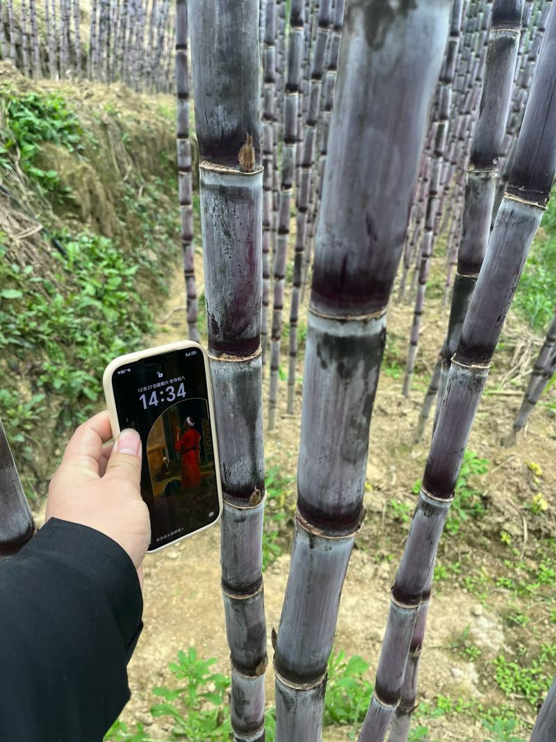 贵州紫皮甘蔗市场整车质量三包售前有服务售后有保障