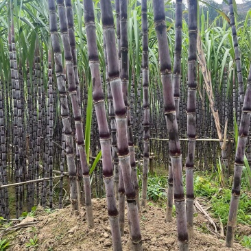 贵州紫皮甘蔗市场整车质量三包售前有服务售后有保障
