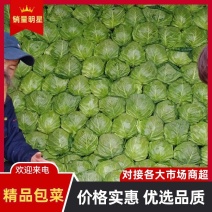 大棚绿甘蓝松、宣软、绿质量优、出货快对接全国欢迎咨询