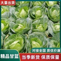 精品品甘蓝质量保证，产地直供，诚信第一货源充足欢迎咨询