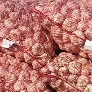 助农:副产品通货大混级原皮蒜