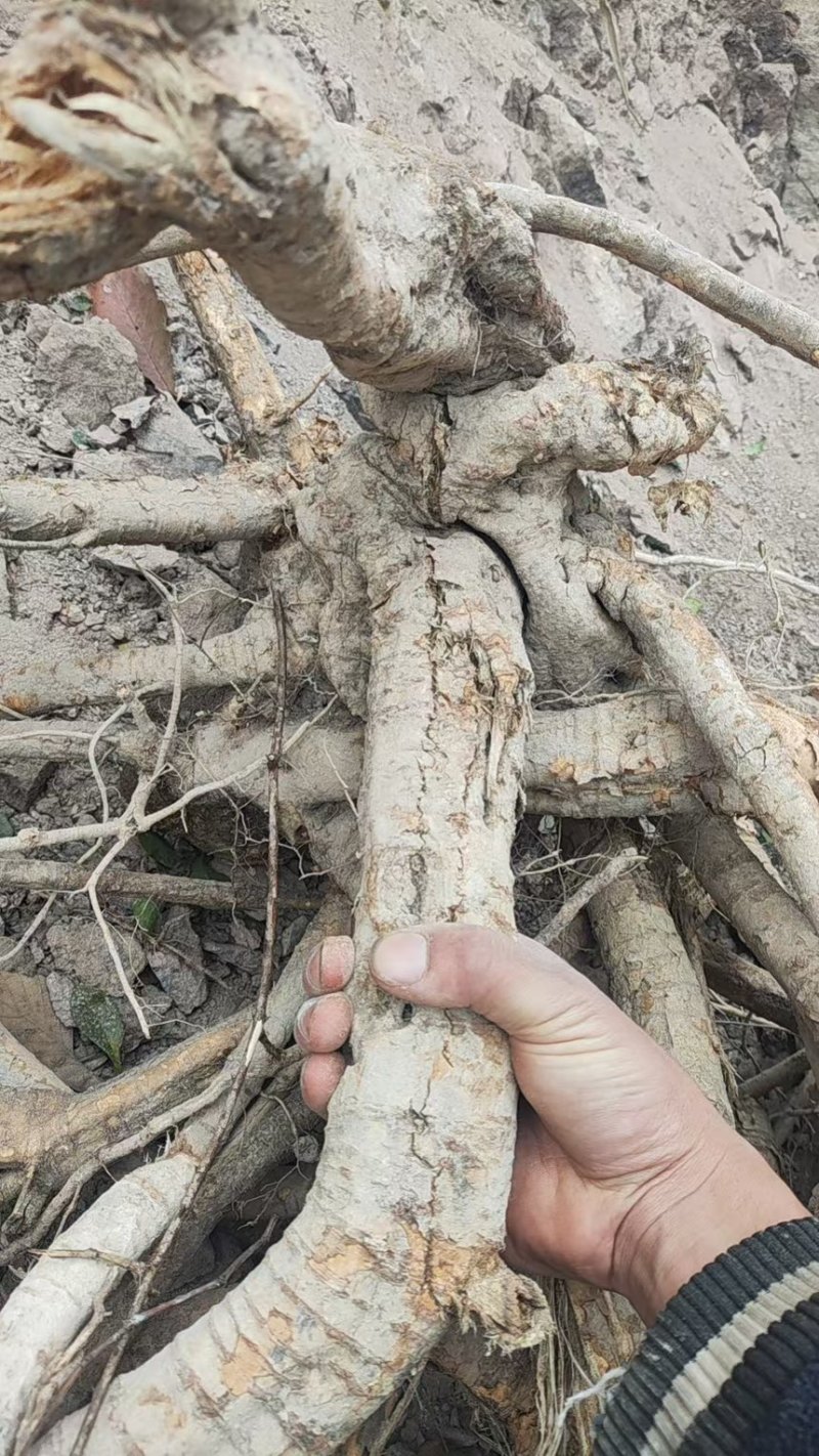 野生牛大力很年久，自然凉晒无硫干货