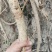 野生牛大力很年久，自然凉晒无硫干货