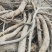 野生牛大力很年久，自然凉晒无硫干货