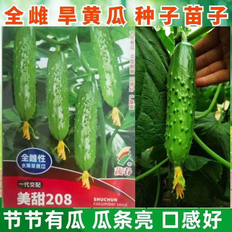 美甜208旱黄瓜苗未来103嫁接苗大刺溜产量高口感好