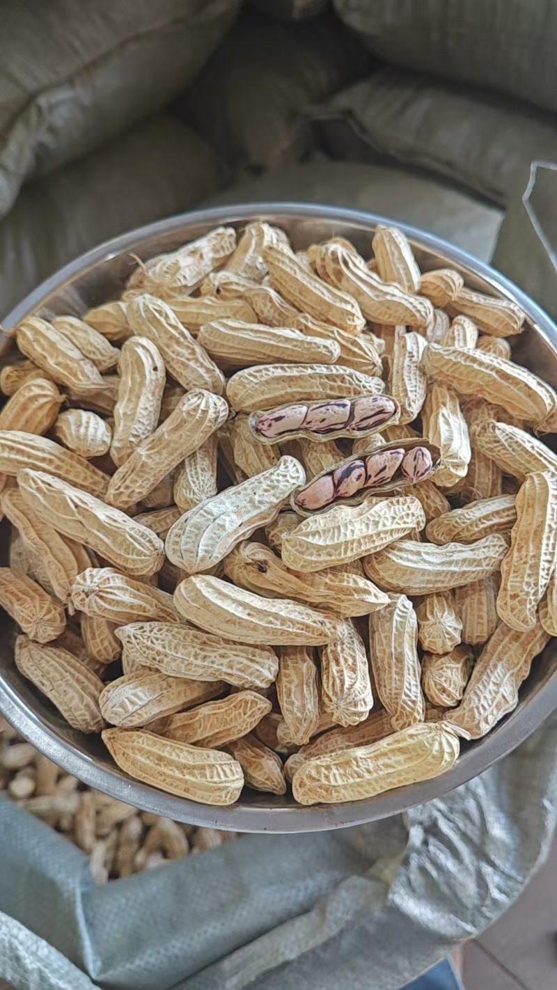 精品七彩花生货源充足对接全国质量保证产地供应欢迎咨询