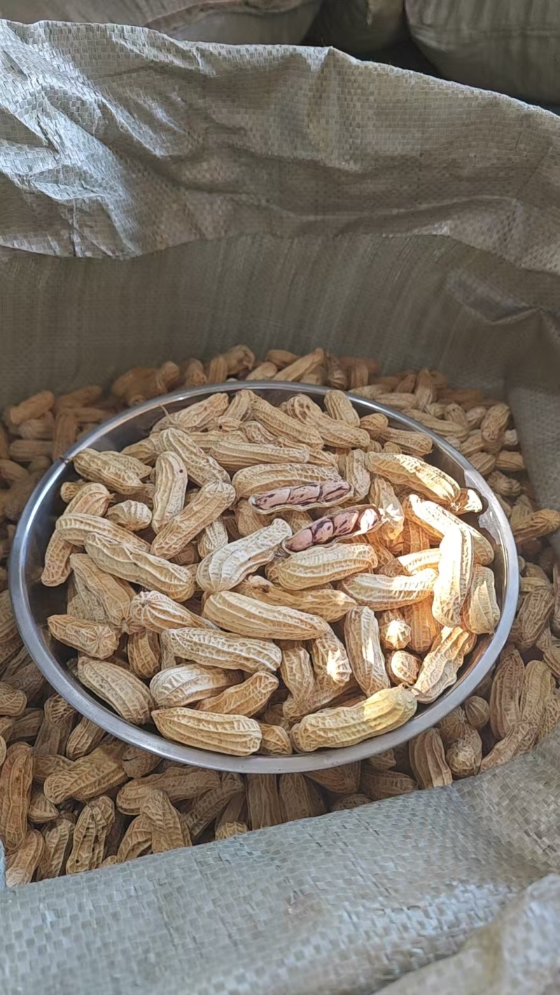 缅甸七彩花生货源充足量大从优对接全国欢迎咨询