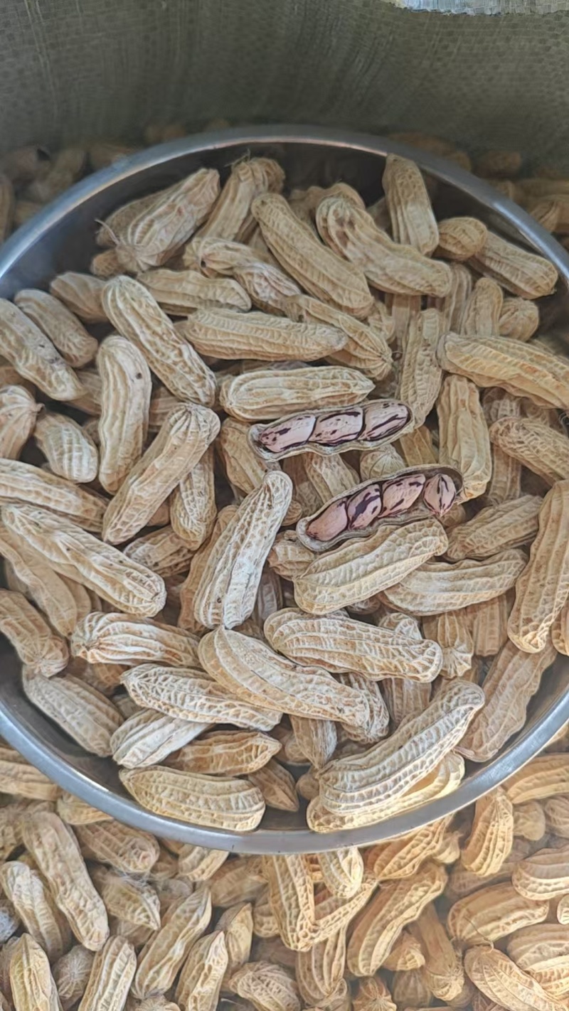 缅甸七彩花生货源充足量大从优对接全国欢迎咨询