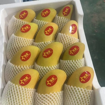 海南水仙芒