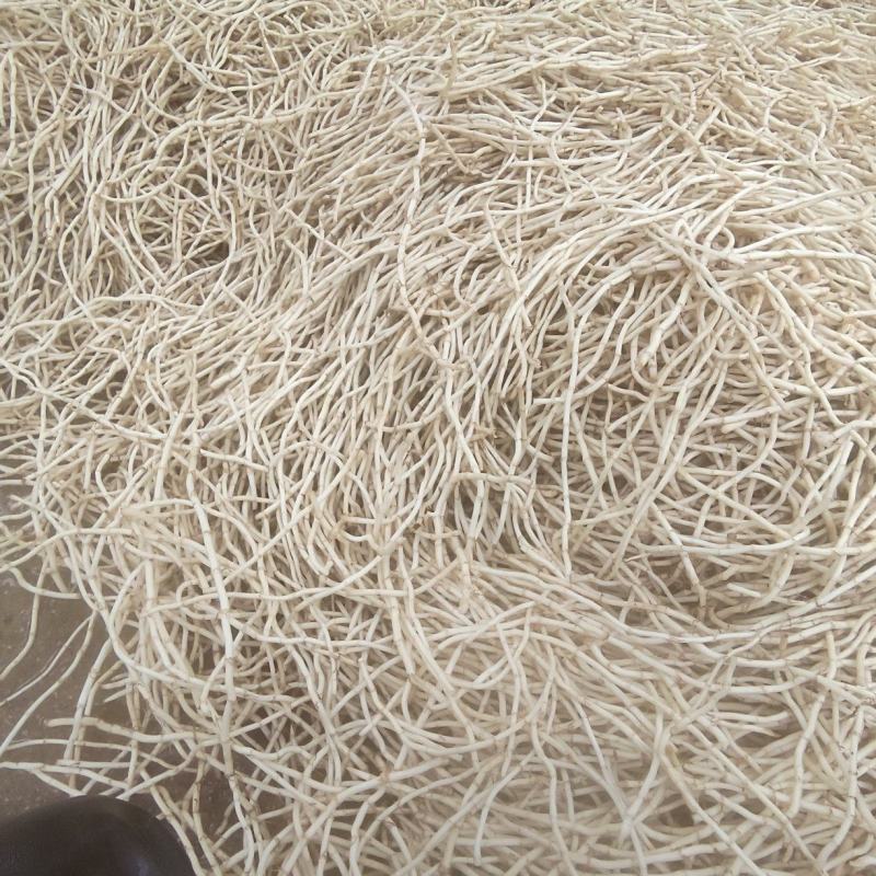 鱼腥草