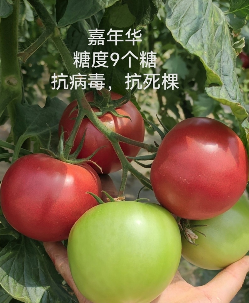 嘉年华糖度9个糖高产高口感耐裂产量高抗病毒抗死棵