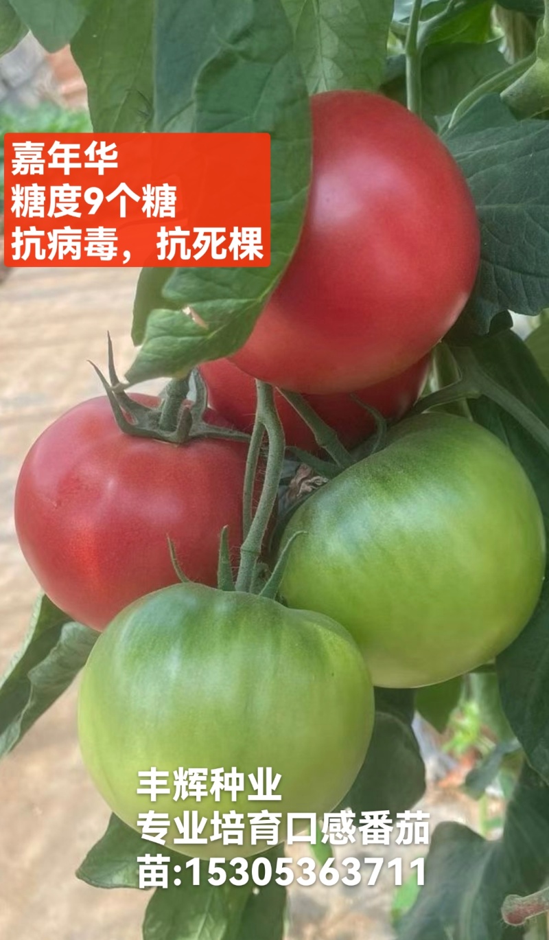 嘉年华糖度9个糖高产高口感耐裂产量高抗病毒抗死棵