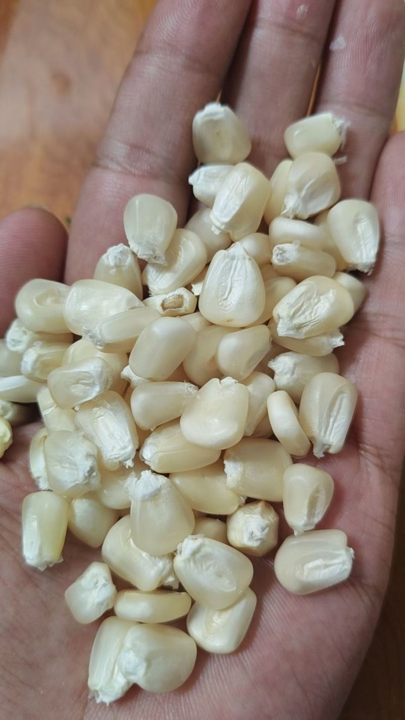 精品万糯2000，大量有货，常年有货
