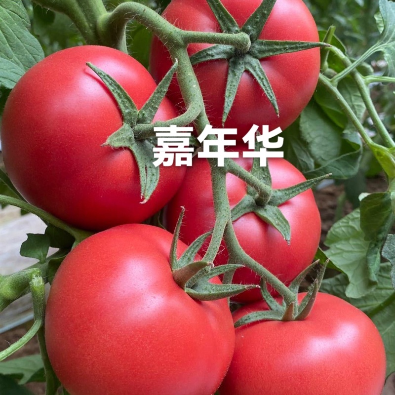 嘉年华糖度9个糖高产高口感耐裂产量高抗病毒抗死棵