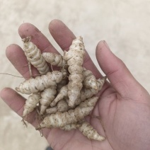 螺丝菜玉环