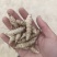 螺丝菜玉环
