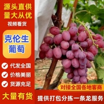 克伦生葡萄产地直发大量有货价格有货可视频看货合作