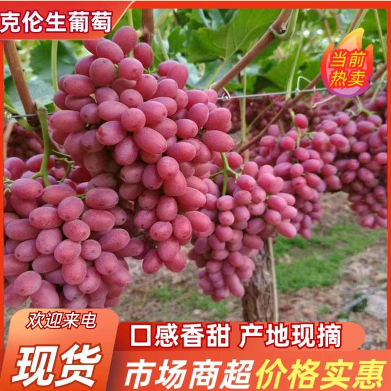 【精品】山东克伦生无籽葡萄货源充足专业代办服务完善