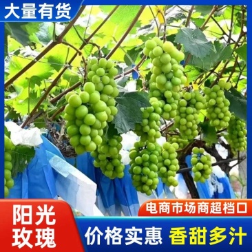 产地阳光玫瑰葡萄山东精品阳光玫瑰一手货源品质保证