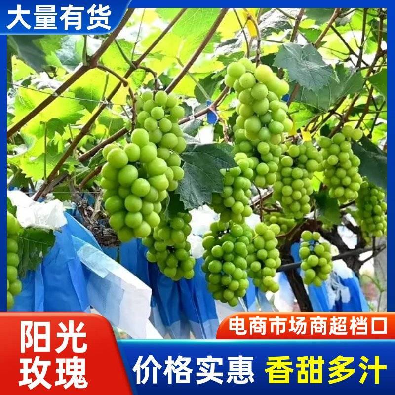 产地阳光玫瑰葡萄山东精品阳光玫瑰一手货源品质保证