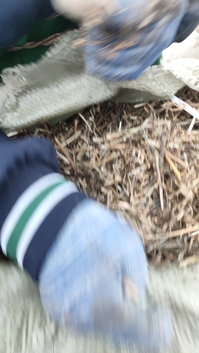 2025风选揉丝花生秧