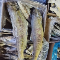 深海马哈鱼
