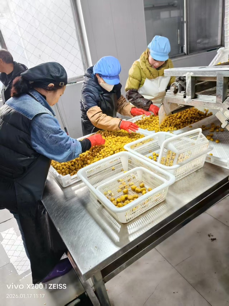 板栗品质保证服务周到产地直销价格美丽欢迎咨询
