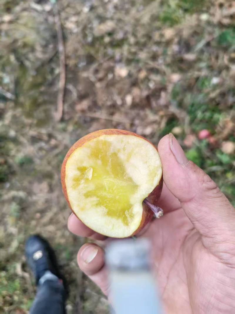 丑苹果【糖心苹果】支持视频看货，可发往全国市场！