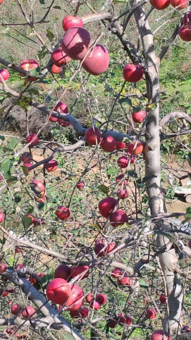 丑苹果【糖心苹果】支持视频看货，可发往全国市场！