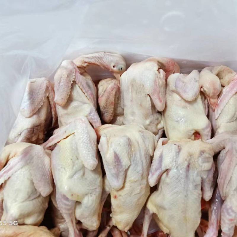 原粮乳鸽