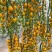 黄金圣女果全面上市，产地直发，欢迎进店沟通选购