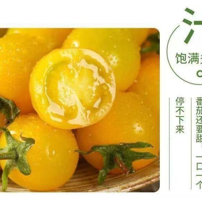 黄金圣女果全面上市，产地直发，欢迎进店沟通选购