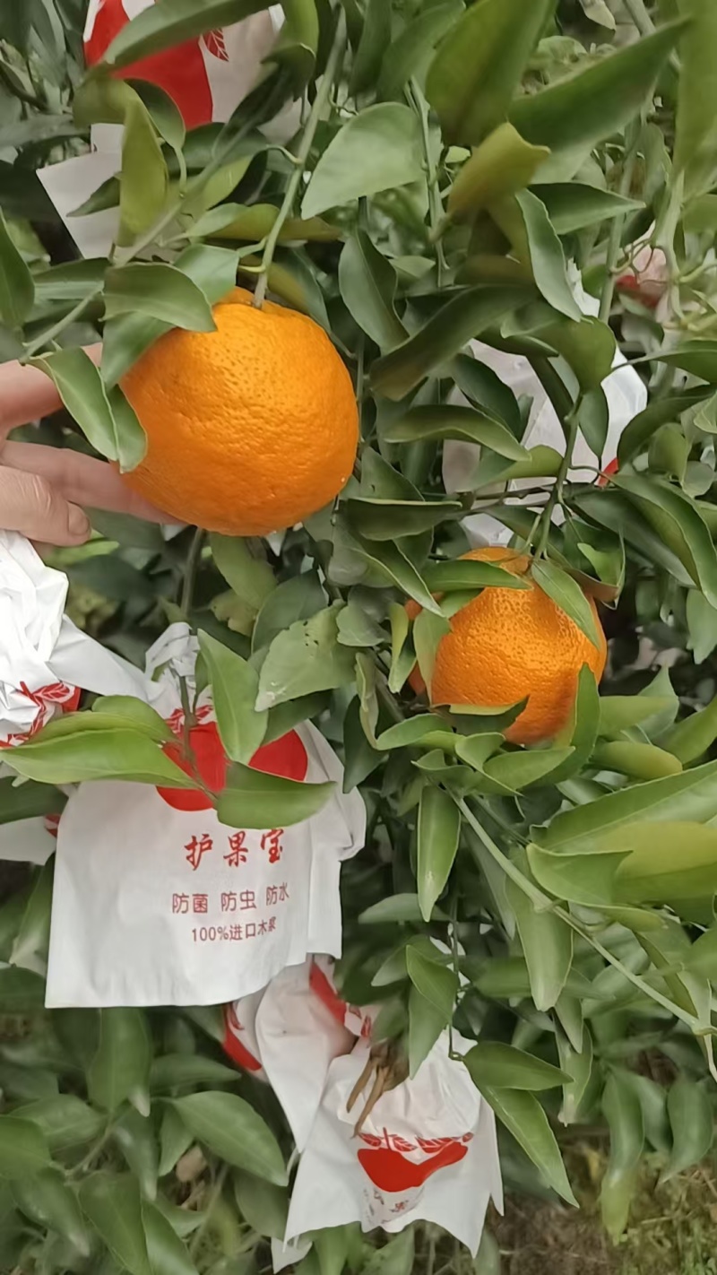 耙耙柑大量上市欢迎采购产地直发量大从优