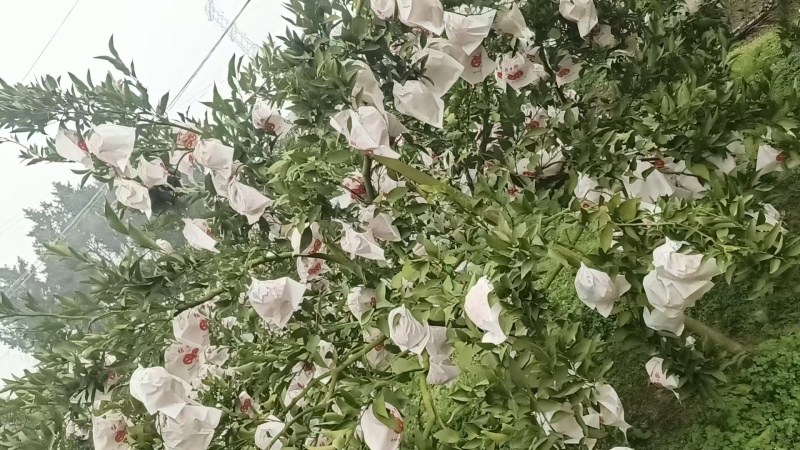 耙耙柑大量上市欢迎采购产地直发量大从优