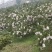 耙耙柑大量上市欢迎采购产地直发量大从优
