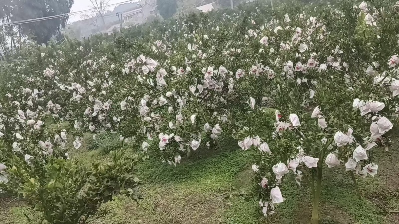 耙耙柑大量上市欢迎采购产地直发量大从优
