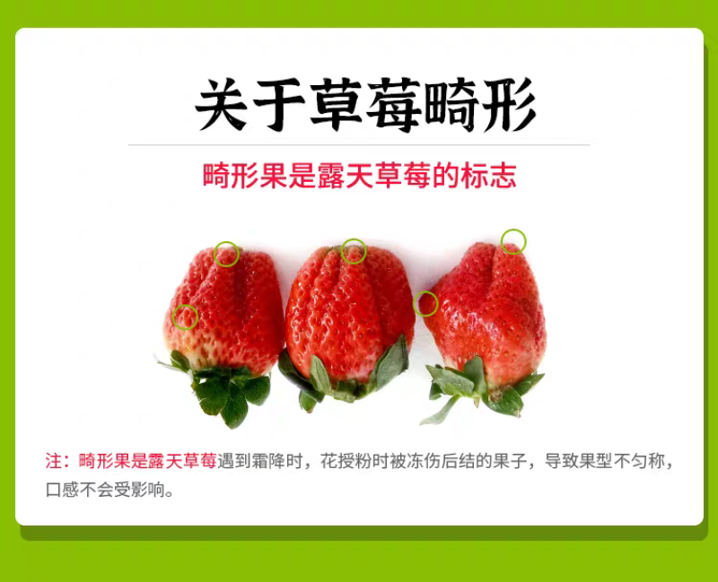 大凉山露天草莓上市了欢迎电商市场老板洽谈合作