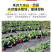 大凉山露天草莓上市了欢迎电商市场老板洽谈合作