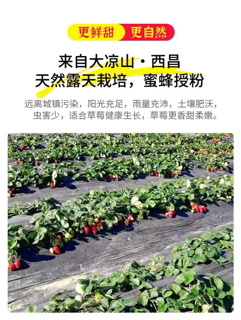 大凉山露天草莓上市了欢迎电商市场老板洽谈合作