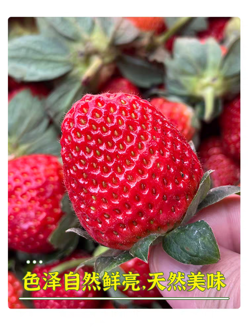 大凉山露天草莓上市了欢迎电商市场老板洽谈合作