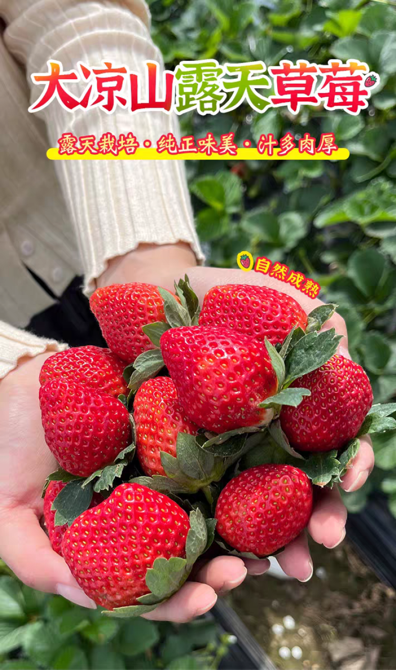 大凉山露天草莓上市了欢迎电商市场老板洽谈合作