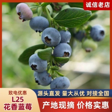 莒县L25花香蓝莓口感脆甜价格实惠产地直发品质保证