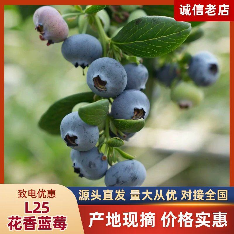 莒县L25花香蓝莓口感脆甜价格实惠产地直发品质保证