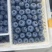 莒县L25花香蓝莓口感脆甜价格实惠产地直发品质保证