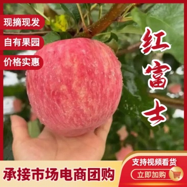 【精品红富士】品质保证大量现货量大从优供应各大市场