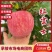 【精品红富士】品质保证大量现货量大从优供应各大市场