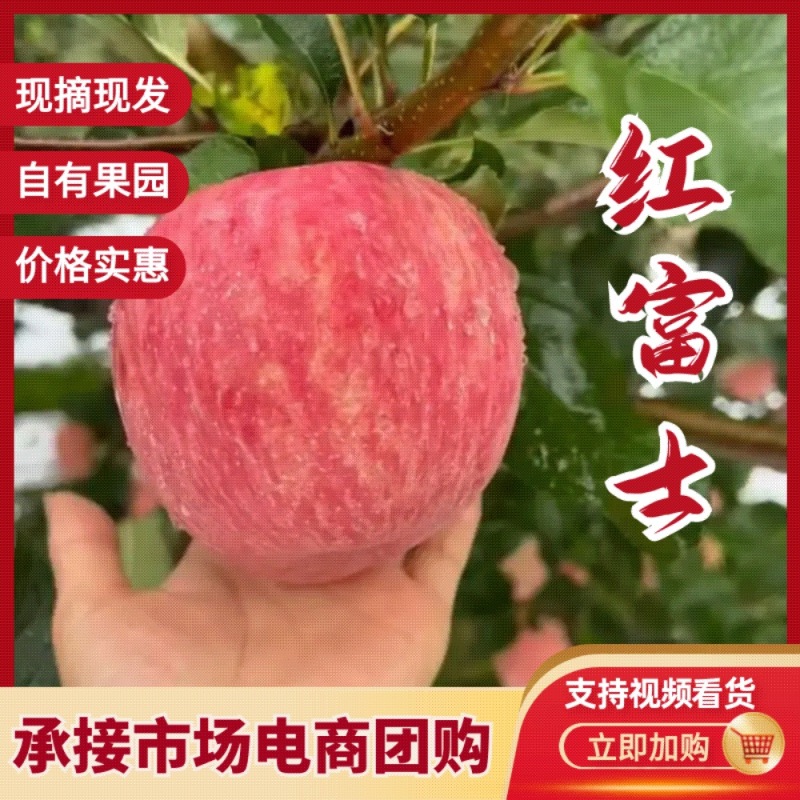 【精品红富士】品质保证大量现货量大从优供应各大市场