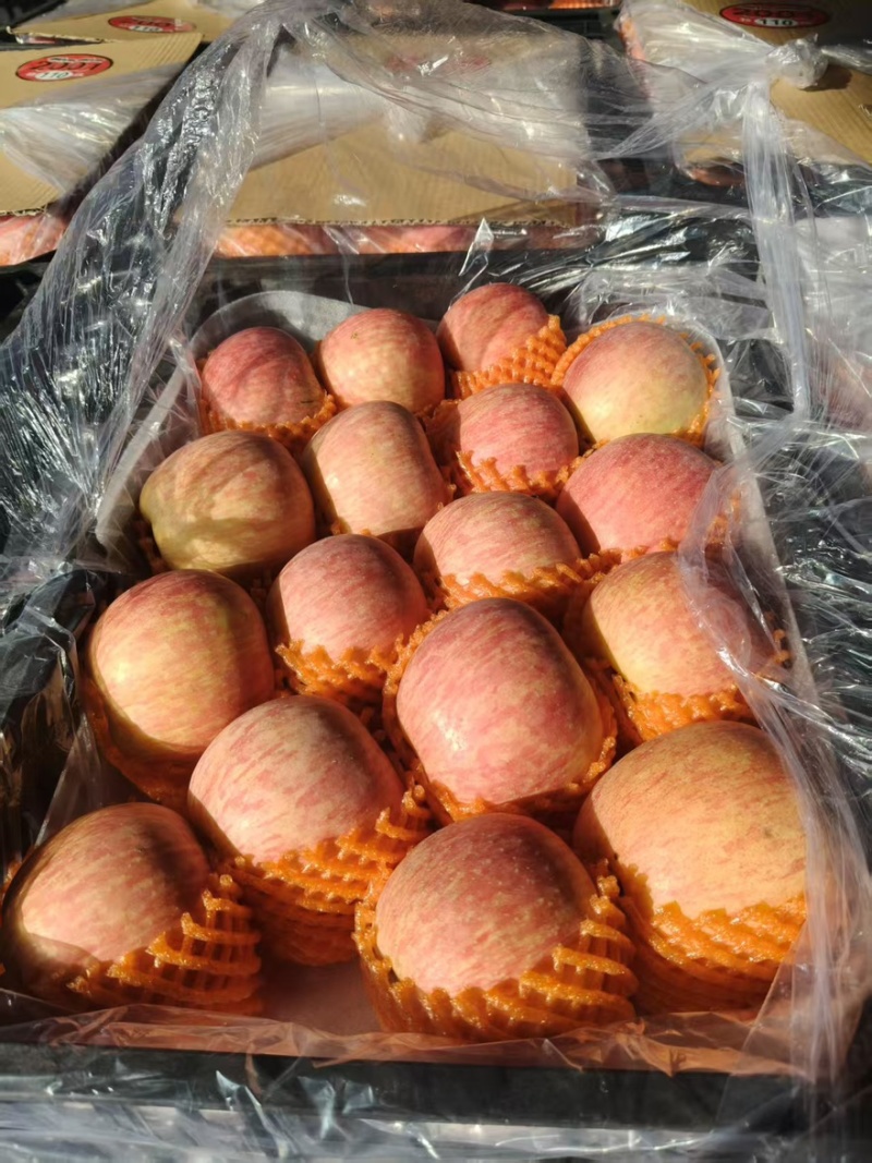 【精品红富士】品质保证大量现货量大从优供应各大市场